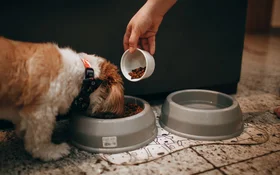 Where Pet Owners Shop for Supplies Across APAC | TGM StatBox