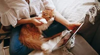 How Thai Pet Owners Stopped Googling Pet Care Advice | TGM StatBox