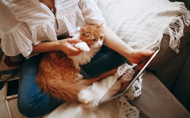 How Thai Pet Owners Stopped Googling Pet Care Advice | TGM StatBox