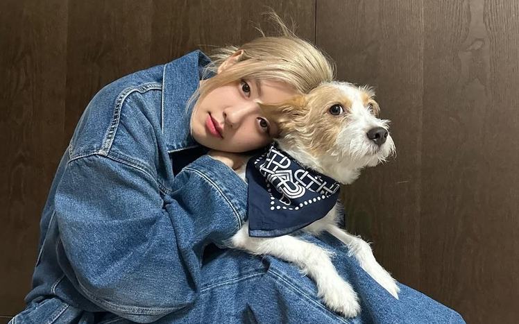 pet care trends in korea