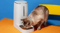 What Chinese Consumers Expect From Virtual Pets | TGM StatBox