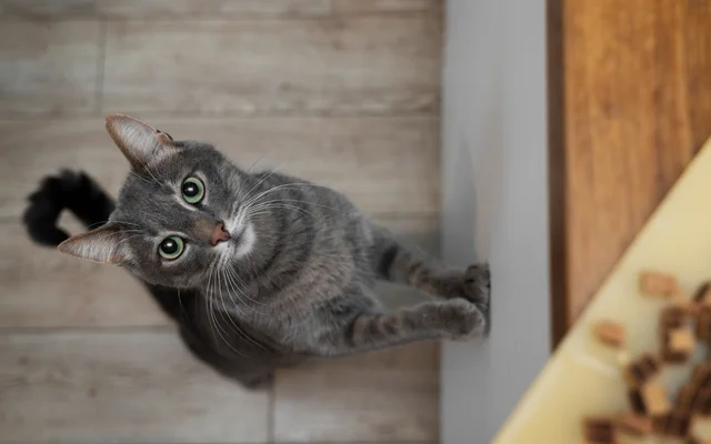 What Indonesian Cat Owners Really Prioritize at Mealtime | TGM StatBox