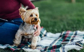 What Makes South Korea’s Pet Market Stand Out in APAC | TGM StatBox