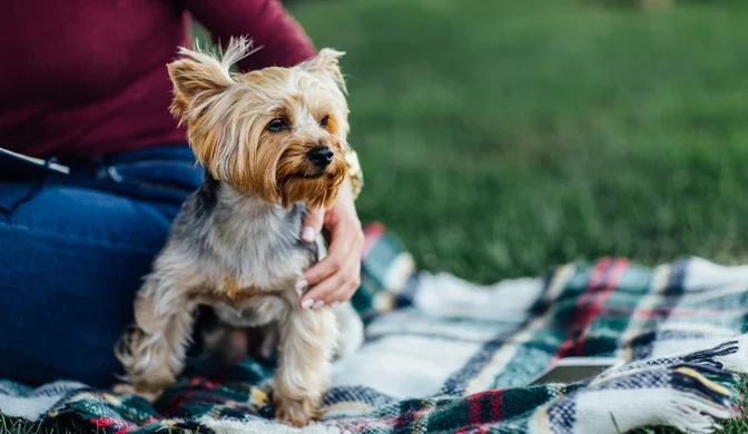 What Makes South Korea’s Pet Market Stand Out in APAC | TGM StatBox
